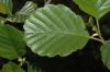 image of Alnus incana