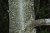 image of Alnus incana