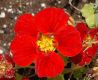 image of Tropaeolum majus