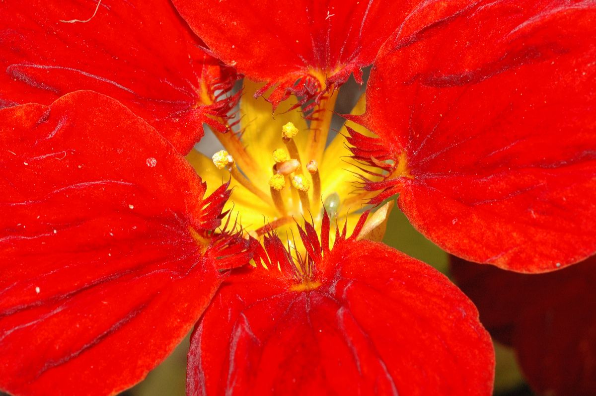 Tropaeolaceae Tropaeolum majus