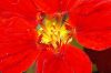 image of Tropaeolum majus