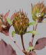 image of Bidens frondosa
