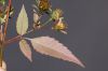 image of Bidens frondosa