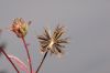 image of Bidens frondosa