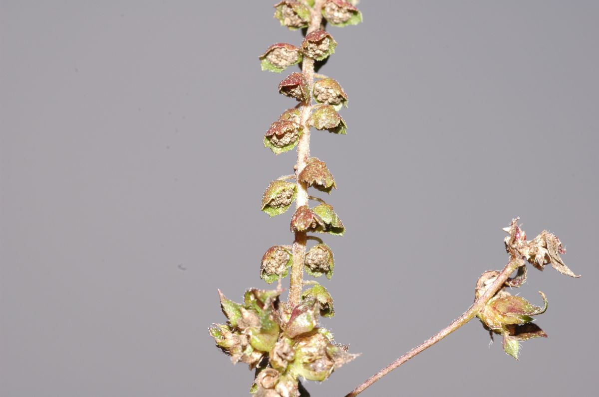 Asteraceae Ambrosia artemisiifolia