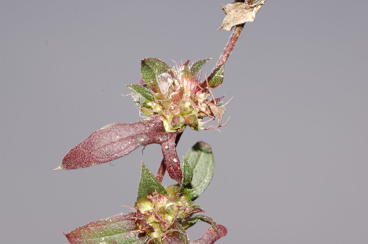 Asteraceae Ambrosia artemisiifolia