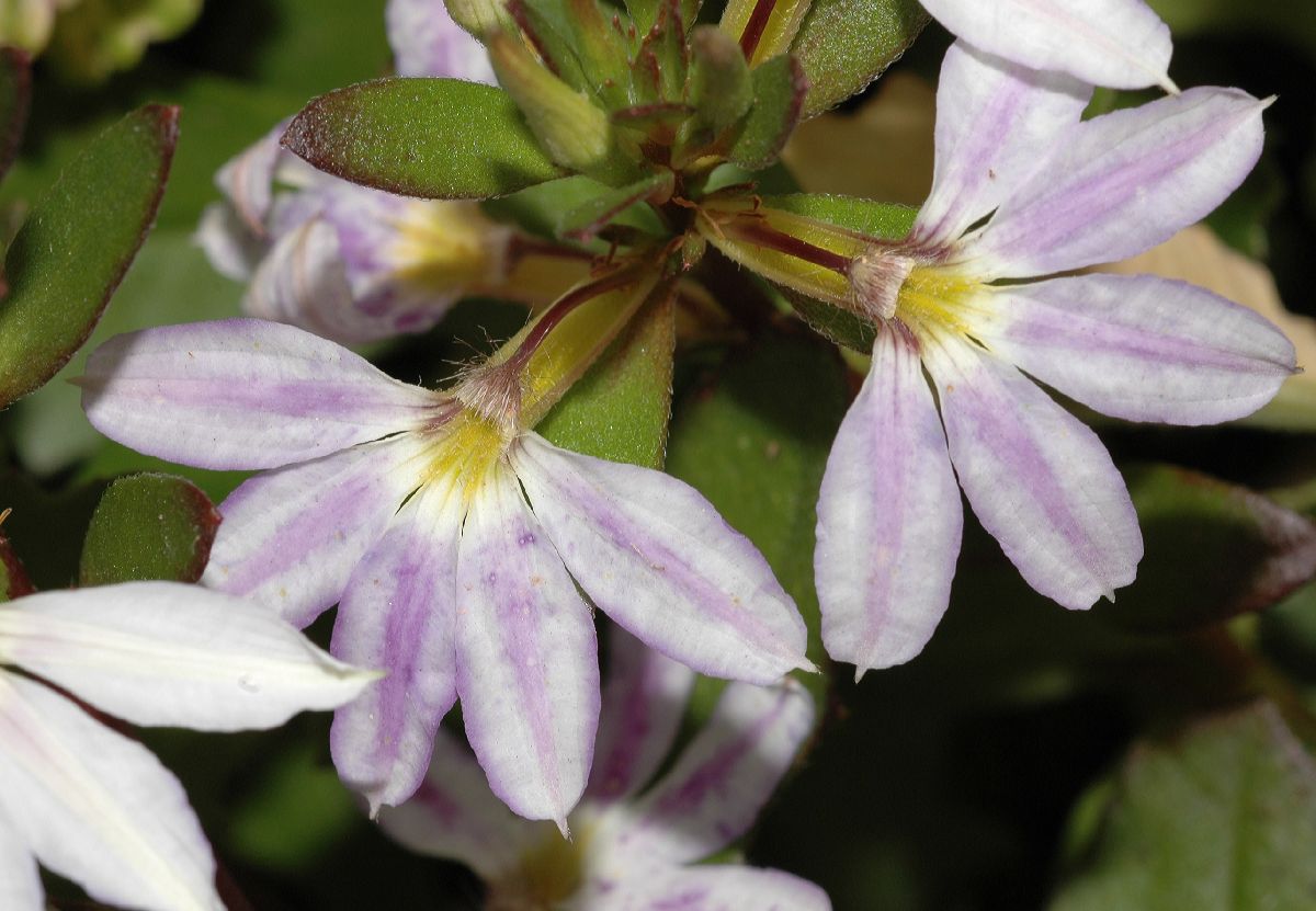 Goodeniaceae Scaevola aemula