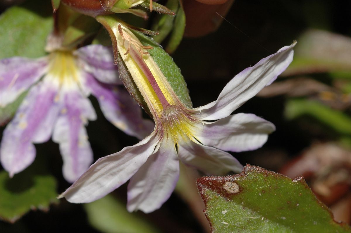 Goodeniaceae Scaevola aemula