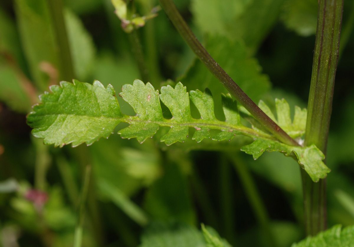 Asteraceae Packera aurea