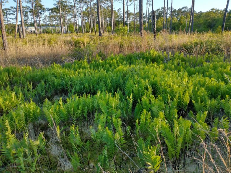 Blechnaceae Anchistea virginica