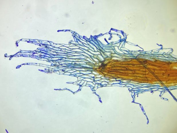 Nephrolepidaceae Nephrolepis falcata