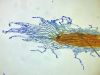 image of Nephrolepis falcata