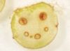 image of Nephrolepis falcata