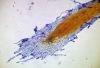 image of Nephrolepis falcata