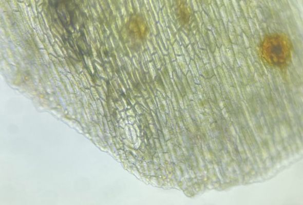 Nephrolepidaceae Nephrolepis falcata