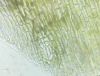 image of Nephrolepis falcata