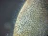 image of Nephrolepis falcata