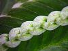 image of Selaginella picta