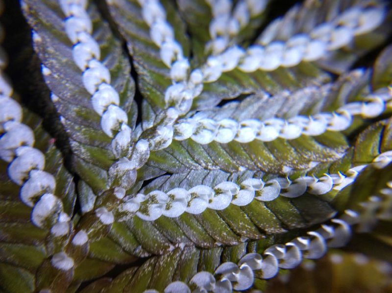 Selaginellaceae Selaginella picta