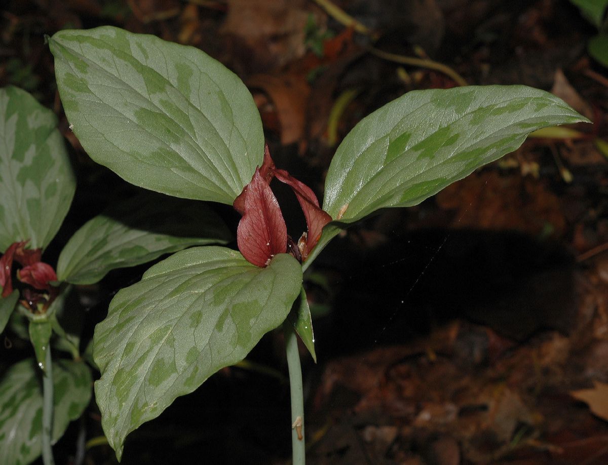 Melanthiaceae Trillium recurvatum