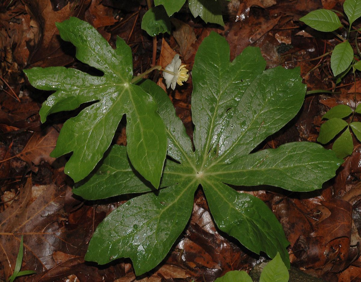 Berberidaceae Podophyllum peltatum