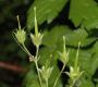 image of Geranium carolinianum