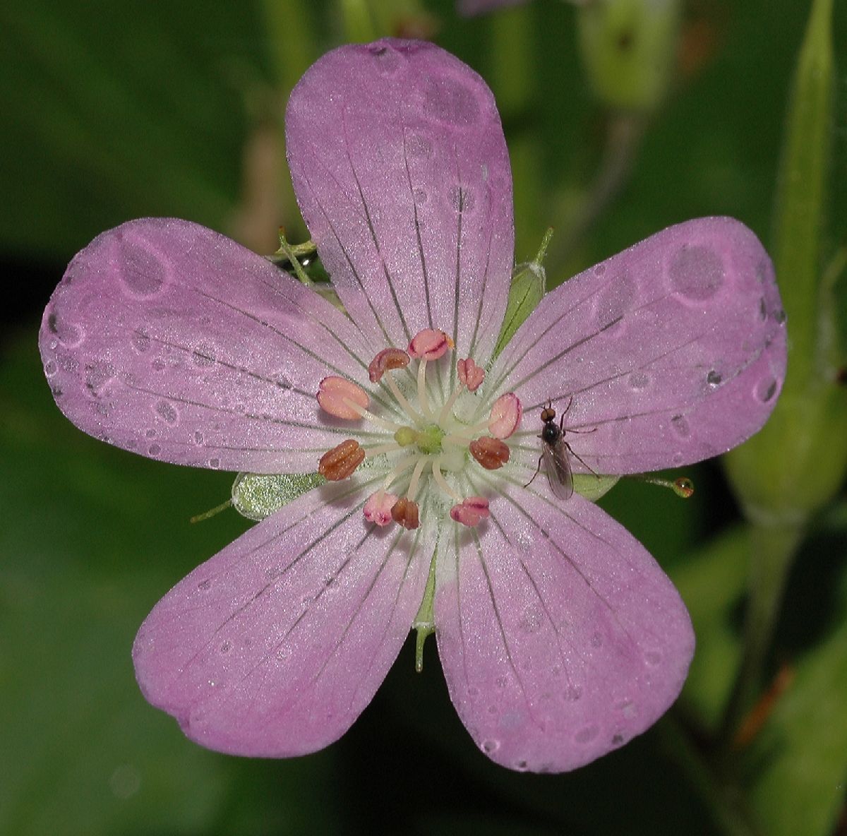 Geraniaceae Geranium carolinianum