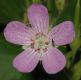 image of Geranium carolinianum