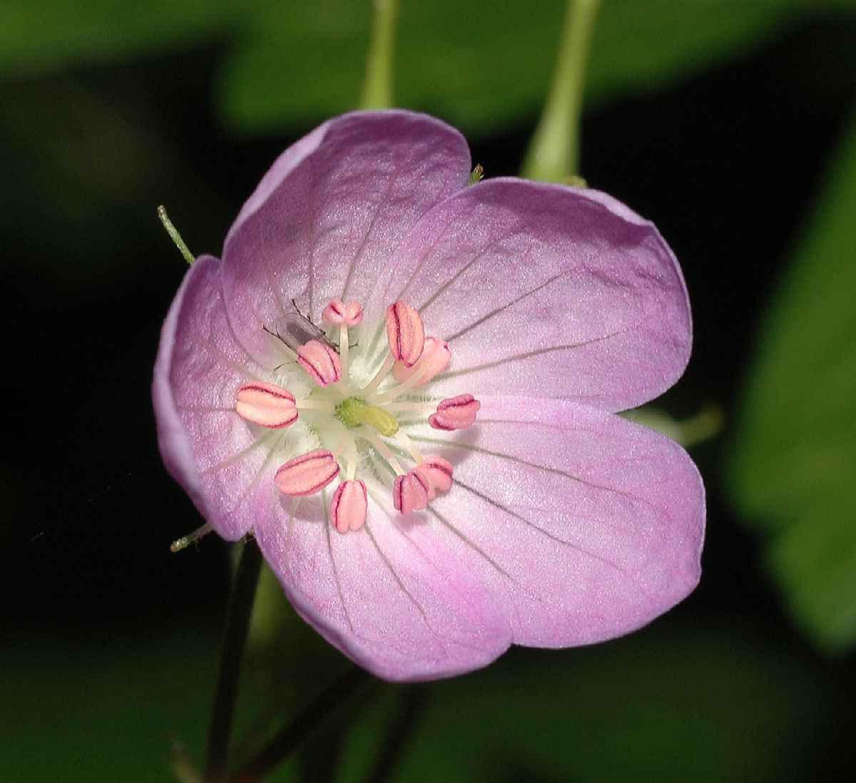 Geraniaceae Geranium carolinianum