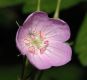 image of Geranium carolinianum