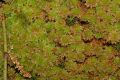 image of Sphagnum 