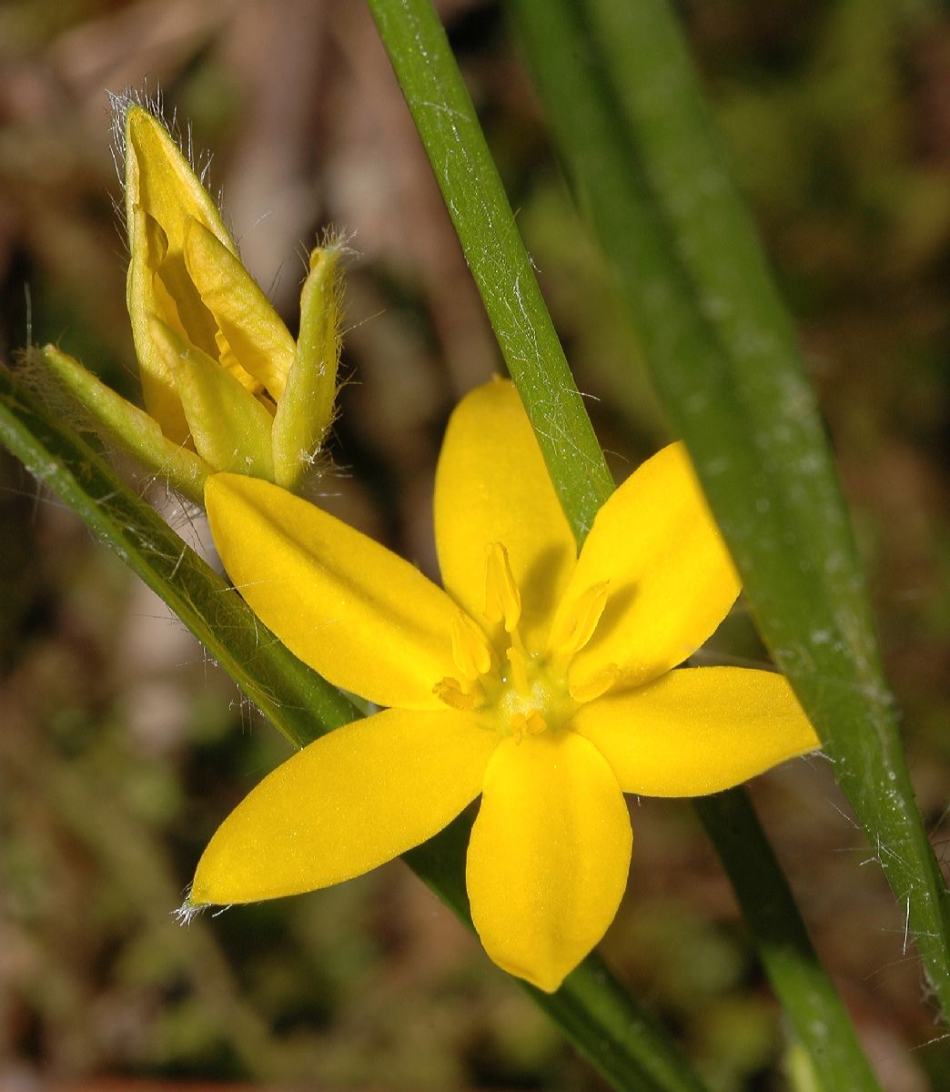 Hypoxidaceae Hypoxis hirsuta