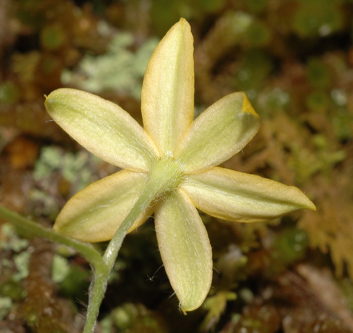 Hypoxidaceae Hypoxis hirsuta