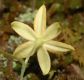 image of Hypoxis hirsuta
