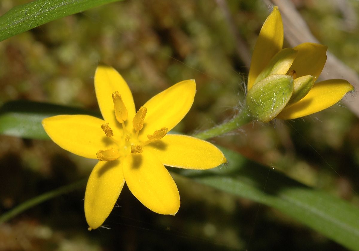 Hypoxidaceae Hypoxis hirsuta