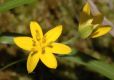 image of Hypoxis hirsuta