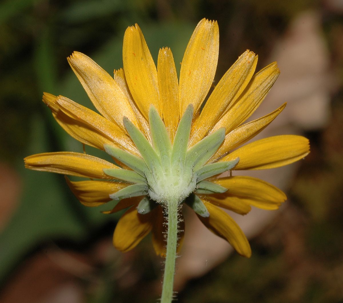 Asteraceae Krigia 
