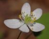 image of Anemonella 