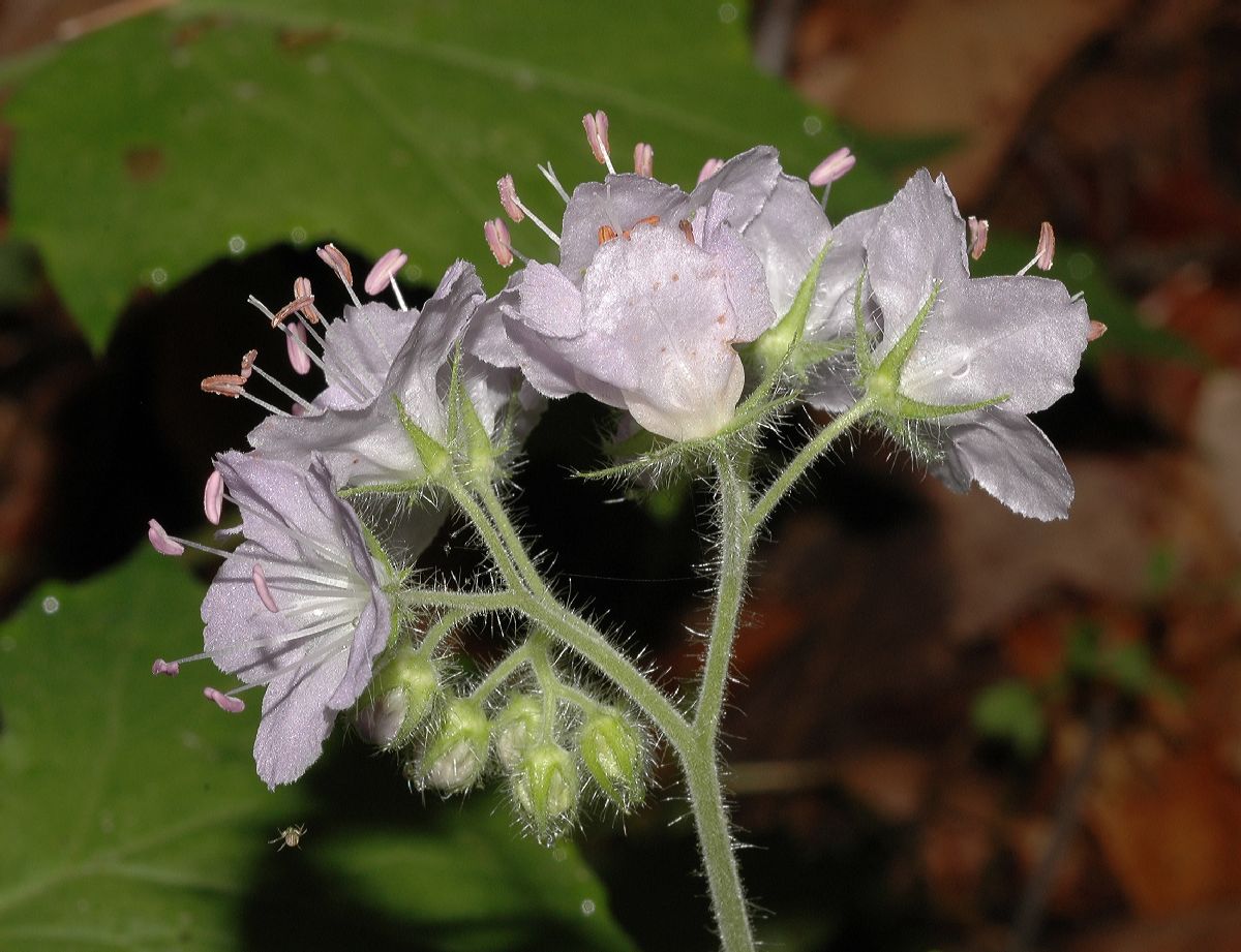Hydrophyllaceae Hydrophyllum appendiculatum