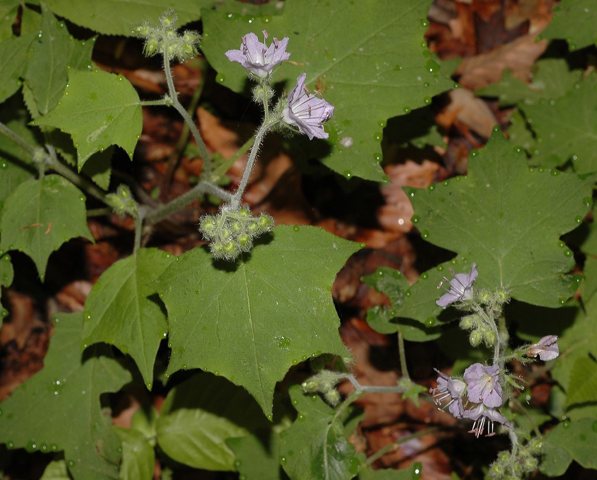 Hydrophyllaceae Hydrophyllum appendiculatum