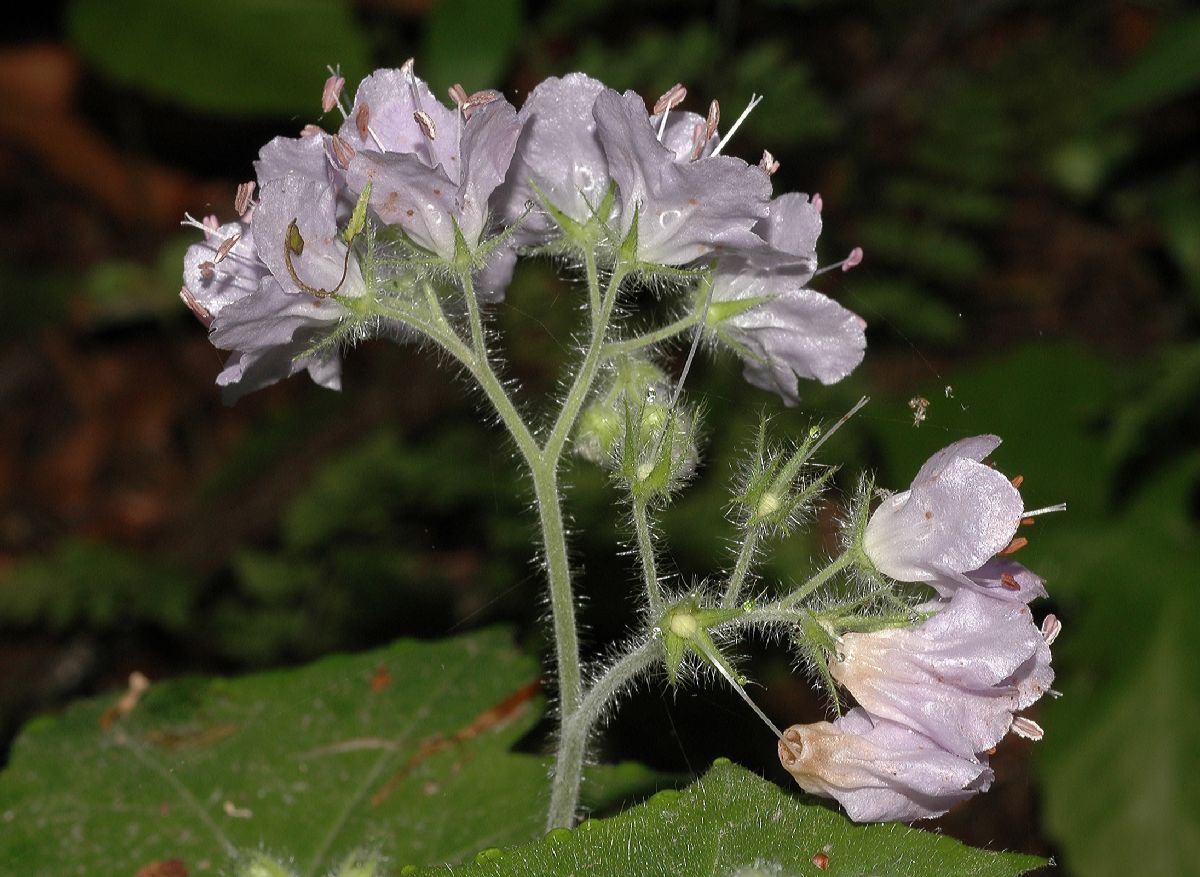 Hydrophyllaceae Hydrophyllum appendiculatum