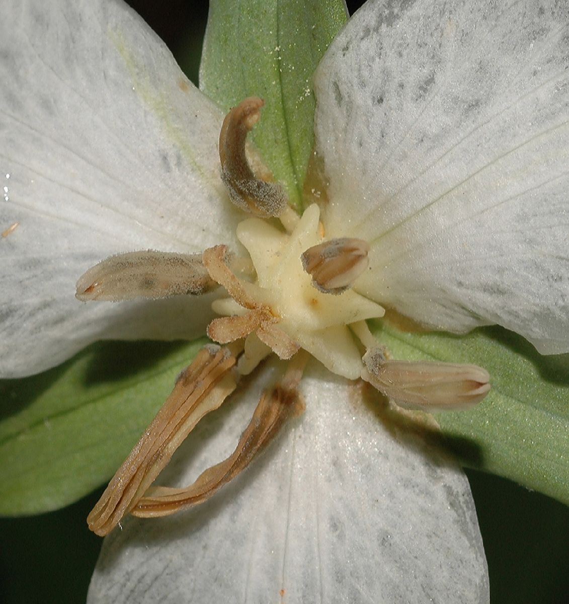 Melanthiaceae Trillium gleasonii
