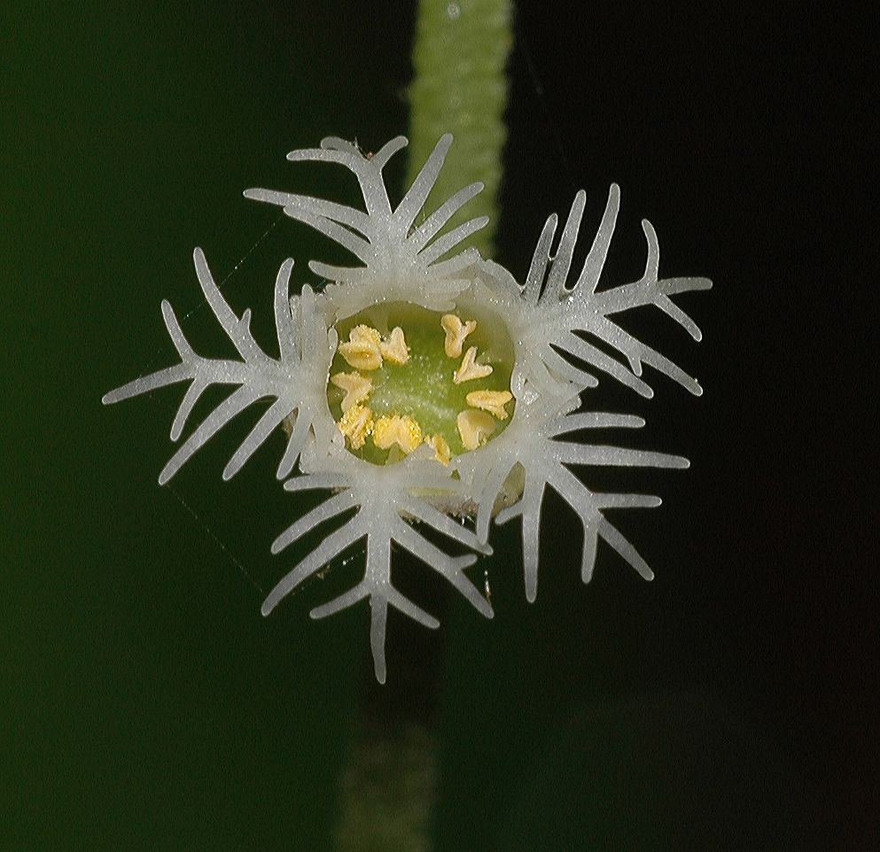 Saxifragaceae Mitella diphylla