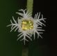 image of Mitella diphylla