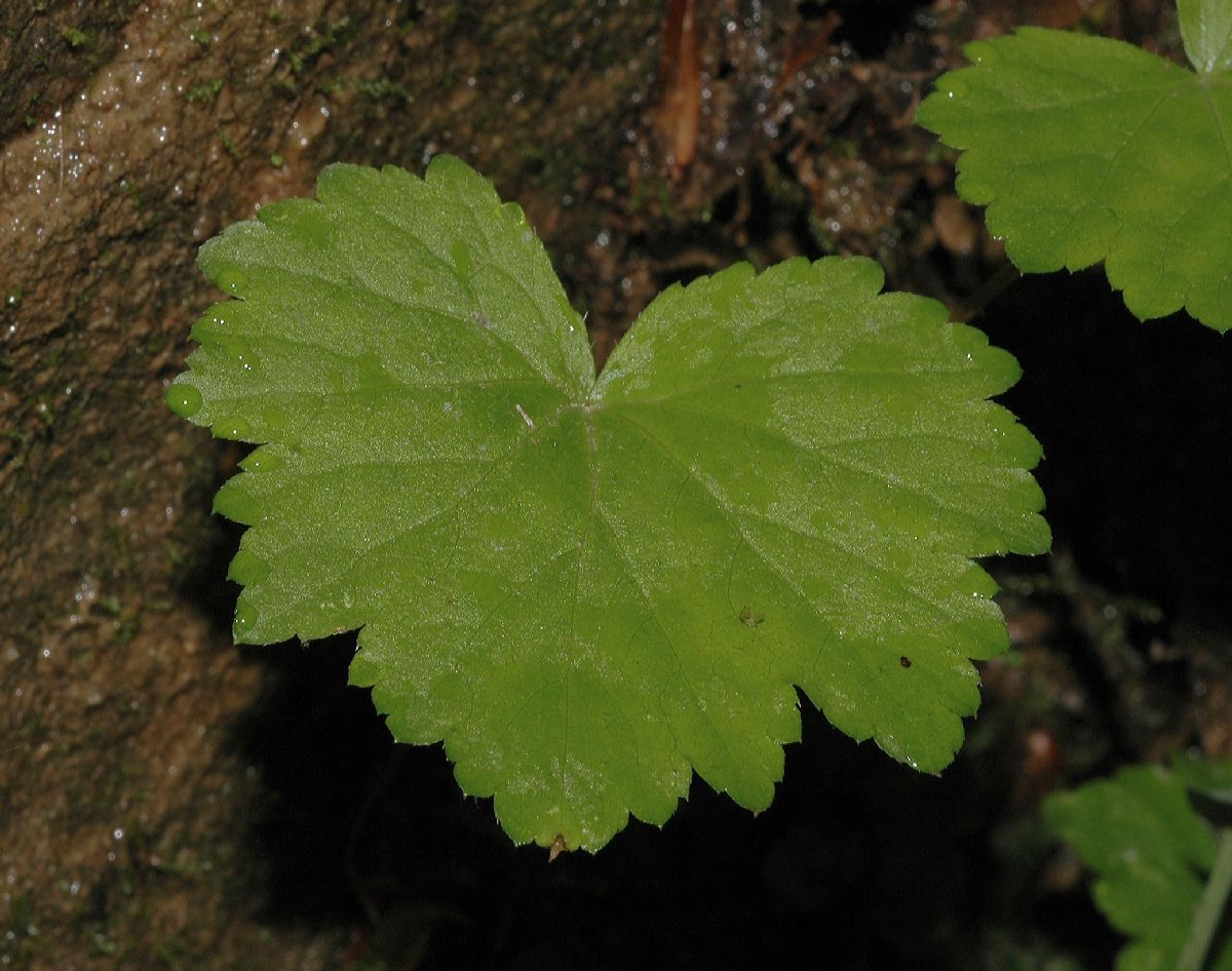 Saxifragaceae Mitella diphylla