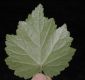 image of Mitella diphylla