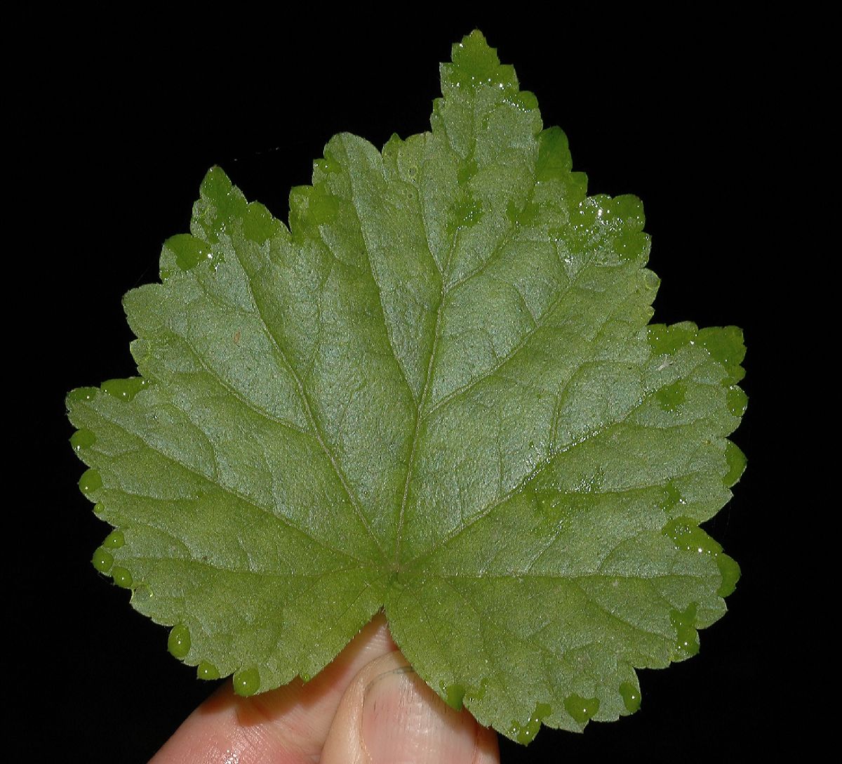 Saxifragaceae Mitella diphylla