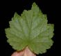 image of Mitella diphylla
