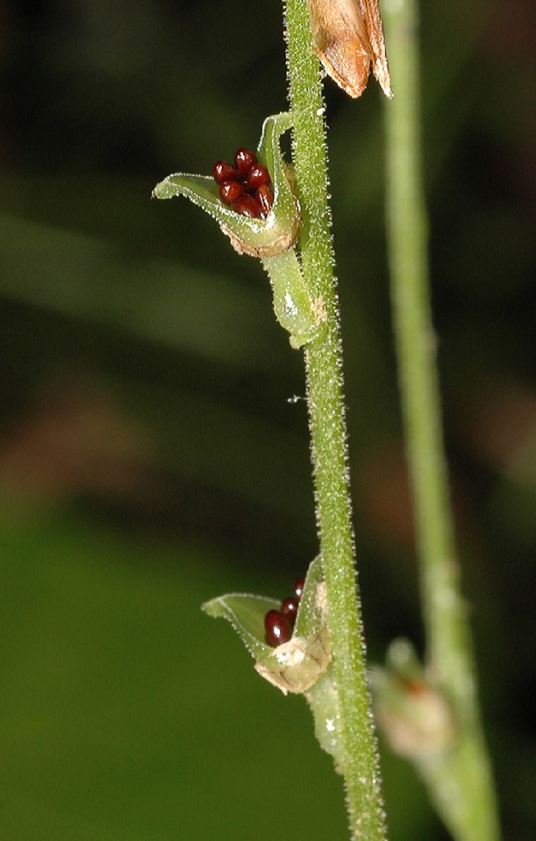 Saxifragaceae Mitella diphylla