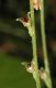 image of Mitella diphylla